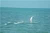Tarponjumping.jpg (28kb)